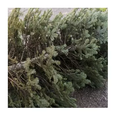 Hackney Festive Bin Collection Changes: Christmas Tree Recycling Guide
