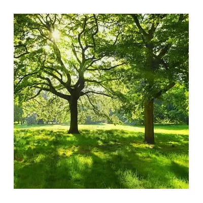 London's Secret Parakeets: The Hidden Birds in Plain Sight