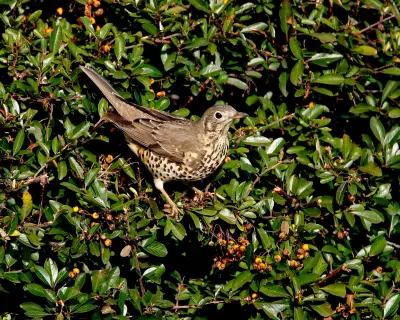 Merlin Bird ID App Soars: 1.5 Million UK Users Find Joy in Birdsong