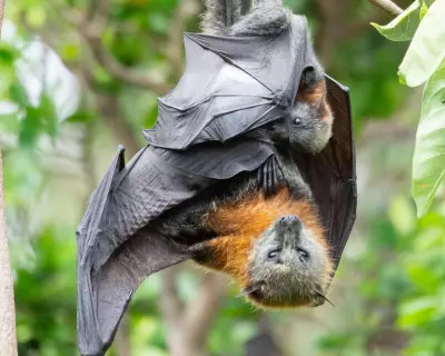 Queensland Reverses Ban: Farmers Allowed to Shoot Flying Foxes
