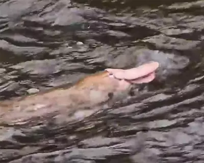 Rare Pink Platypus Spotted in Victoria: Biologist Urges Caution Over 'Pinky'