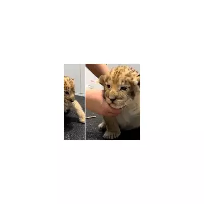 Russian Police Probe After Lion Cub Filmed at Grooming Salon on Christmas Day