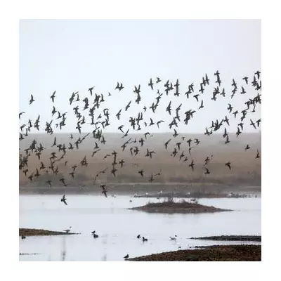 Rye Harbour: A Breathtaking Nature Reserve in the UK's Most Beautiful Town