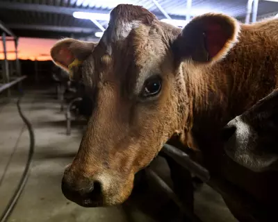 UK Animal Welfare Strategy Criticised as 'Bureaucratic Anaesthesia'