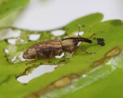 UK Deploying Weevils, Crayfish & Fungi in War on Invasive Species