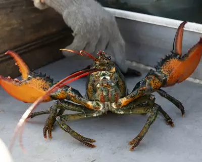 UK to Ban Live Boiling of Lobsters in Sweeping Animal Welfare Reforms