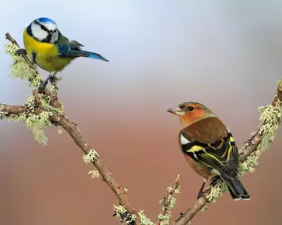 UK's Record Warm Spring Boosts Songbird Breeding Success in 2025