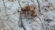 20,000 Dinosaur Footprints Unearthed on Italian Rock Face