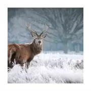 5 Magical London Winter Walks That Feel Like a Christmas Film