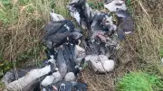 70 Butchered Geese Dumped in Norfolk: Public Health Warning Issued