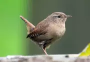 A Wren's Winter Sanctuary: Finding Solace in a Crook Greenhouse