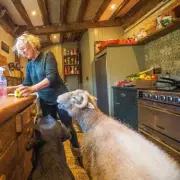 B'Dave the Ram: Elderly Sheep Becomes Family Pet After Adopting Dog-Like Habits