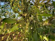 Beyond Christmas Kisses: The Secret Life of Mistletoe in the British Countryside