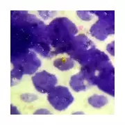 Bournemouth Artist Breaks Own Record with World's Smallest Sculpture