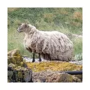 Britain's 'Loneliest Sheep' Fiona Expecting Twins After Dramatic Weight Loss