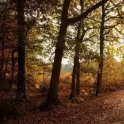 Burnham: The Elizabeth Line Village with Pubs, Walks & a Country Escape