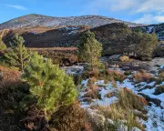 Cairngorms' Ancient Forest Stages Quiet Comeback Amidst Winter's Grip