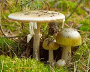 California Death Cap Mushroom Outbreak Kills One, 21 Poisoned
