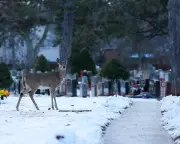 Canada's Deep Freeze Hits -55.7C as US Sees Warmest Christmas