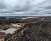 Climate Crisis in 2025: Extreme Weather Pushes UK Wildlife to the Brink