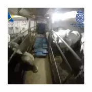 Cocaine Cows: How Drug Cartels Use Livestock Ships to Smuggle Billions to Europe