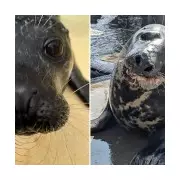 Cornish Seal Sanctuary's 2025 Naughty & Nice List Revealed