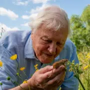 David Attenborough's Wild London: Peregrine Falcons on Parliament & Tube-Riding Pigeons