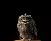 Deadly Rat Poisons Kill Native Wildlife, UK Experts Warn of Similar Risks