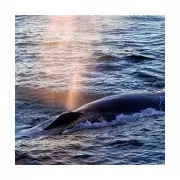 Drones Detect Deadly Virus in Whale Breath in Arctic Circle Breakthrough