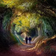 Escape London: Discover the Magical Halnaker Tree Tunnel Walk 90 Minutes Away