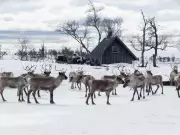 Experience Sami Reindeer Herding: A Unique Cultural Holiday in West Sweden