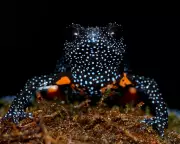 ‘Galaxy Frogs’ Vanish After Photographers Destroy Kerala Rainforest Habitat