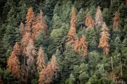 Greece's Ancient Fir Forests Face Extinction After Fires and Drought