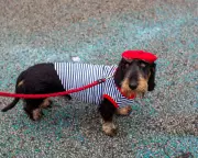 Guardian Readers' Best Photographs: From Parisian Pooches to Icelandic Aurora