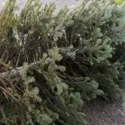 Hackney Festive Bin Collection Changes: Christmas Tree Recycling Guide