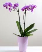 Ice Cube Watering Hack: Does It Work for Your Houseplants?