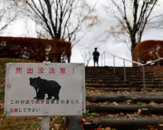 Japan's Urban Bear Crisis: Record Attacks Force Towns into State of Emergency