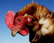 Labour's Animal Welfare Plan Criticised for Overlooking Wildlife and Factory Farming