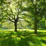 London's Secret Parakeets: The Hidden Birds in Plain Sight