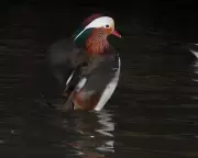 Mandarin Duck's UK Return Sparks Hope for Biodiversity Revival