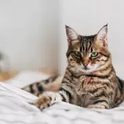 MPs Warn Cat Cruelty Videos Are Gateway to Violent Crime After London Case