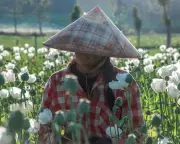 Myanmar Conflict Fuels Opium Surge: Poppy Farming Up 18% in a Year