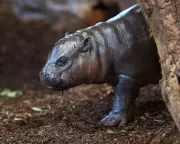 Panya the Pygmy Hippo: Tiny Zoo Sensation Goes Viral in Germany
