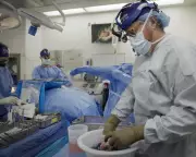 Pig Kidneys Could Outperform Human Organs, Says Transplant Surgeon