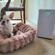 Pro Breeze Dehumidifier: A Game-Changer for Drying Clothes and Stopping Condensation