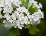 RHS Urges Gardeners to Plant 'Tredges' to Boost England's Tree Cover