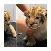 Russian Police Probe After Lion Cub Filmed at Grooming Salon on Christmas Day