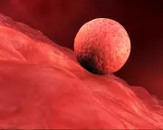 Scientists Grow Human Womb Lining in Lab, Implant IVF Embryos in Breakthrough