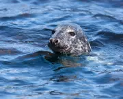 Seal Encounter in Norfolk: A Close-Up View of Coastal Wildlife
