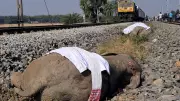 Seven Asiatic Elephants Killed by High-Speed Train in Assam, India